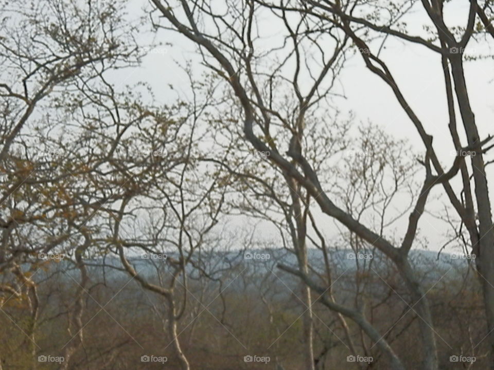 Tree, Wood, Nature, Landscape, Branch