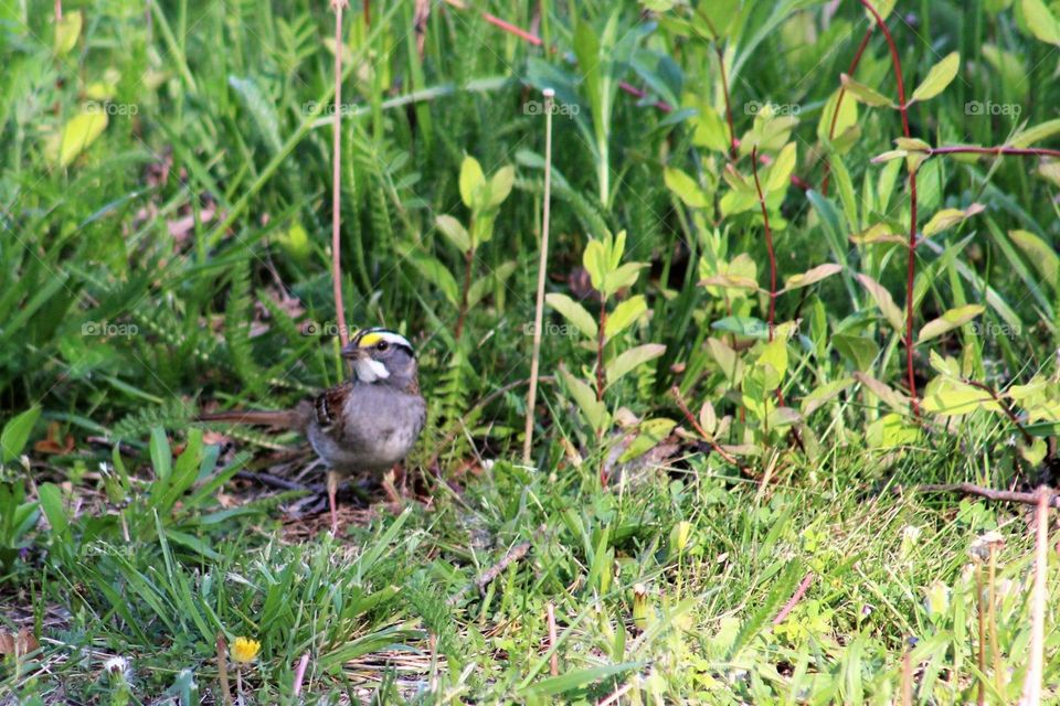 Whit throated sparrow