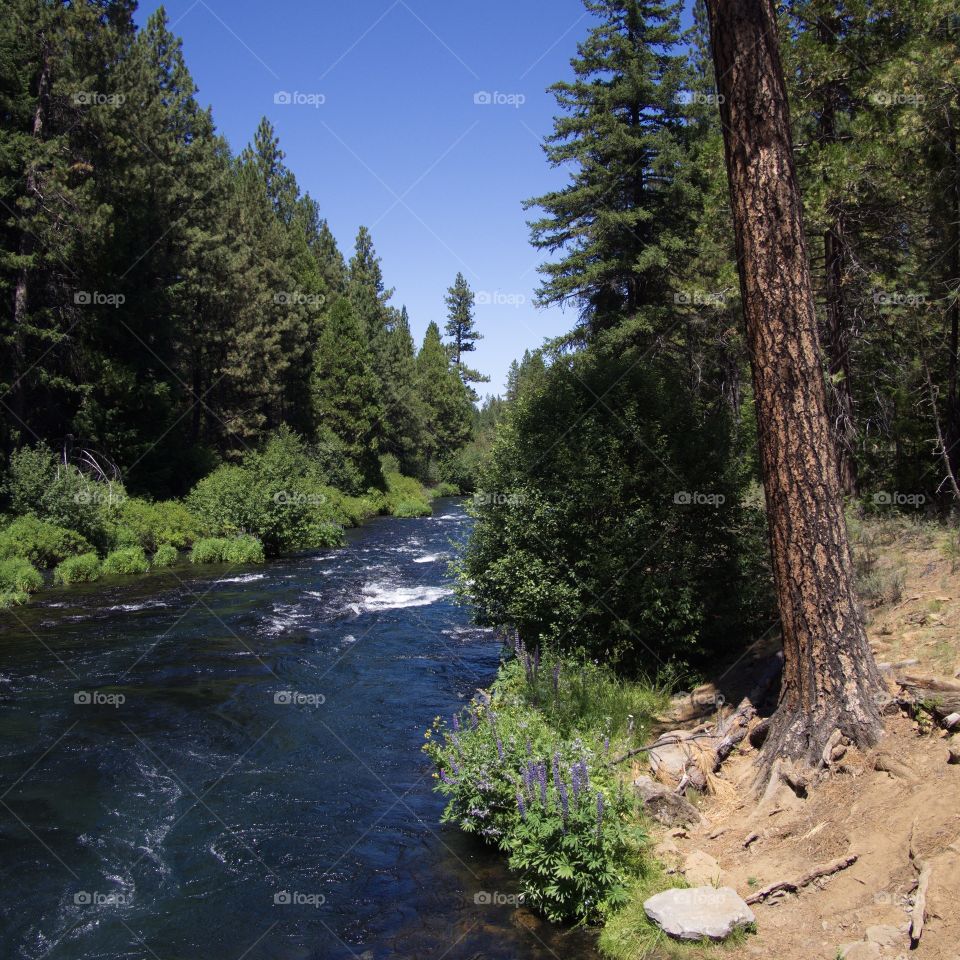 A ponderosa pine tree, bushes, and purple flowers on the banks of the rich blue Metolius River in Central Oregon on a sunny summer day.