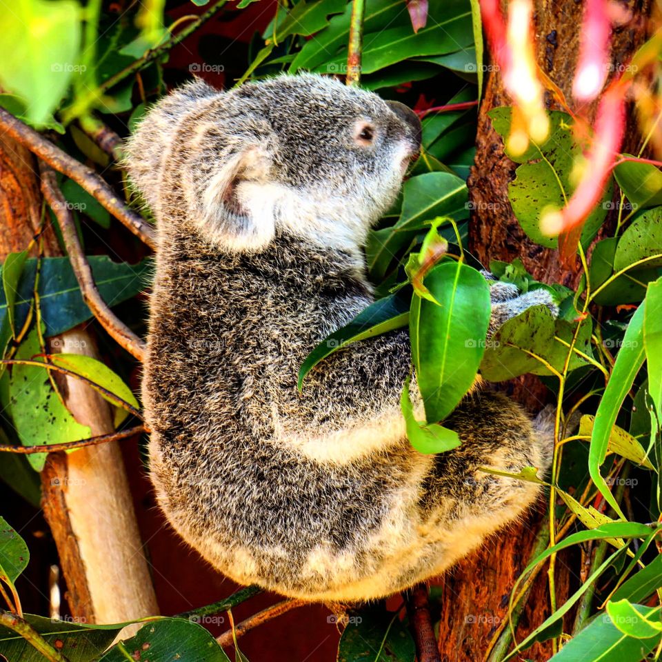 Koala on a tree