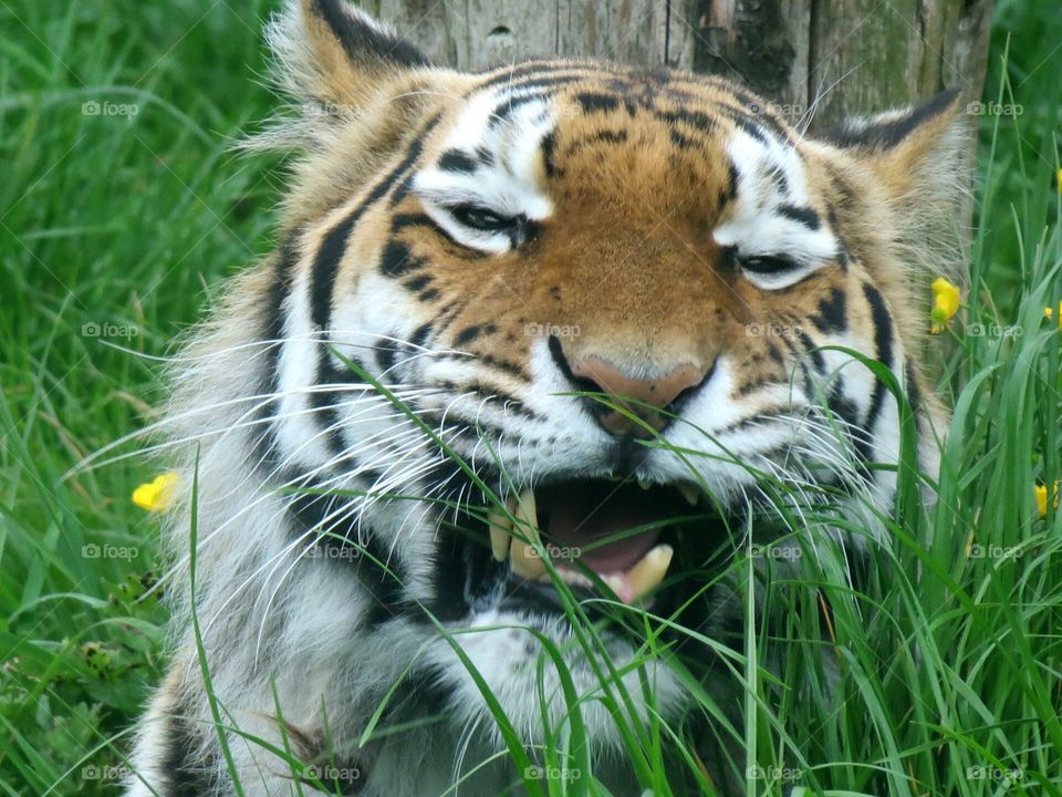 hungry tiger. taken at blackpool zoo