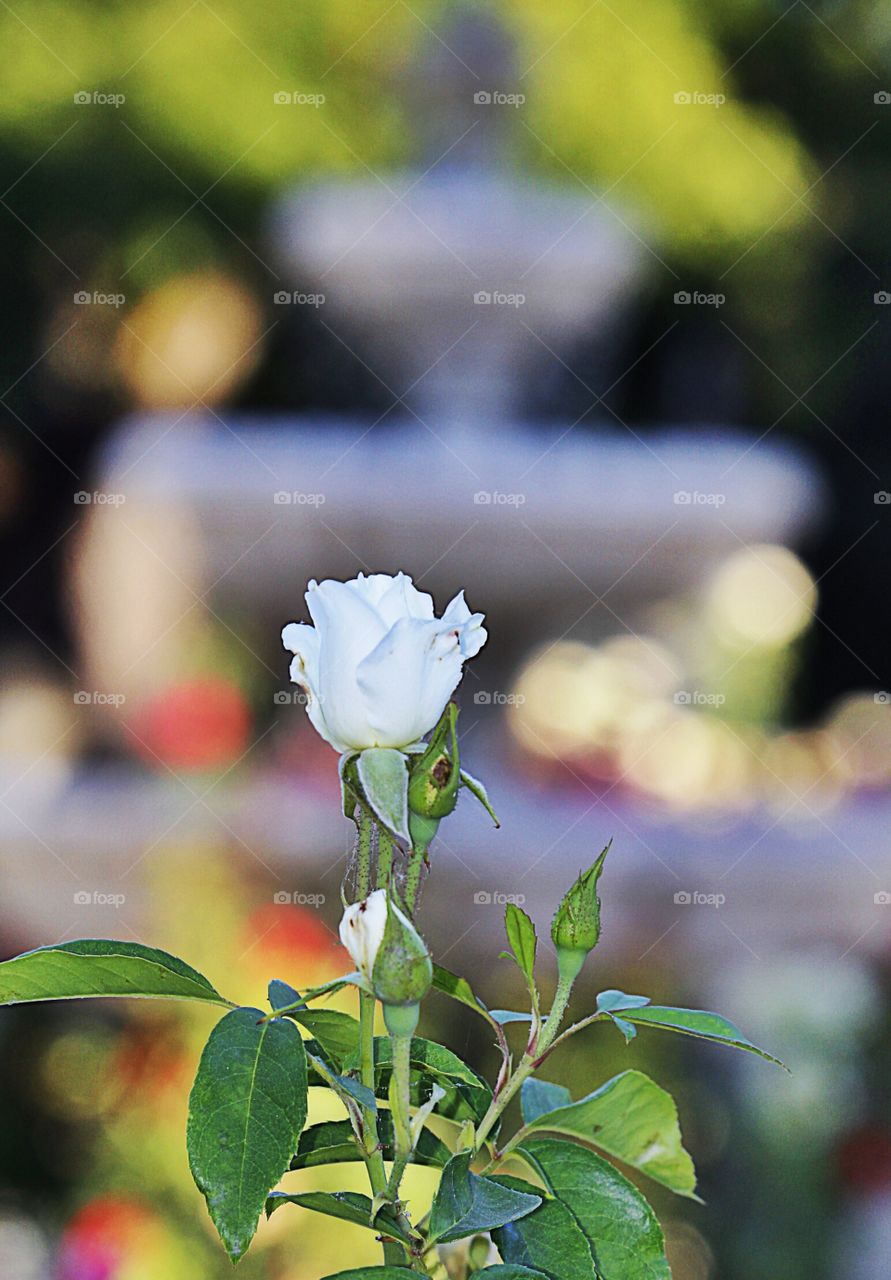 white flower water fountain
out walking about in downtown Sacramento at the Capitol Garden