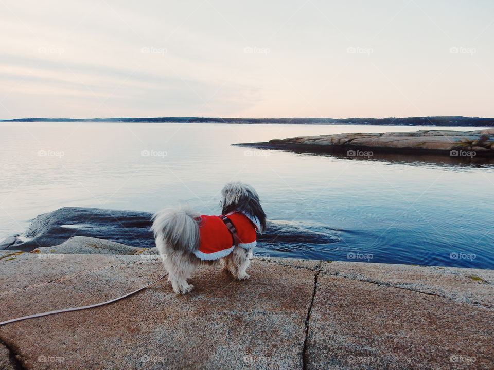 Dog standing behind sea