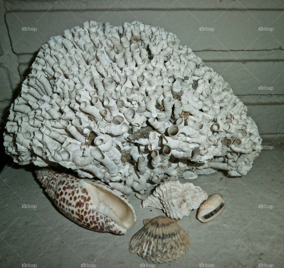 Sea shells 