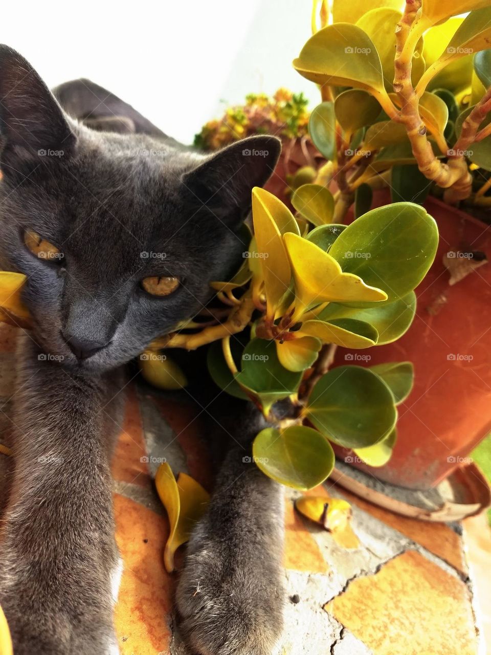 cat with yellow eyes