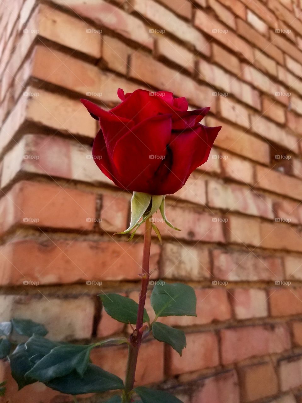 rose