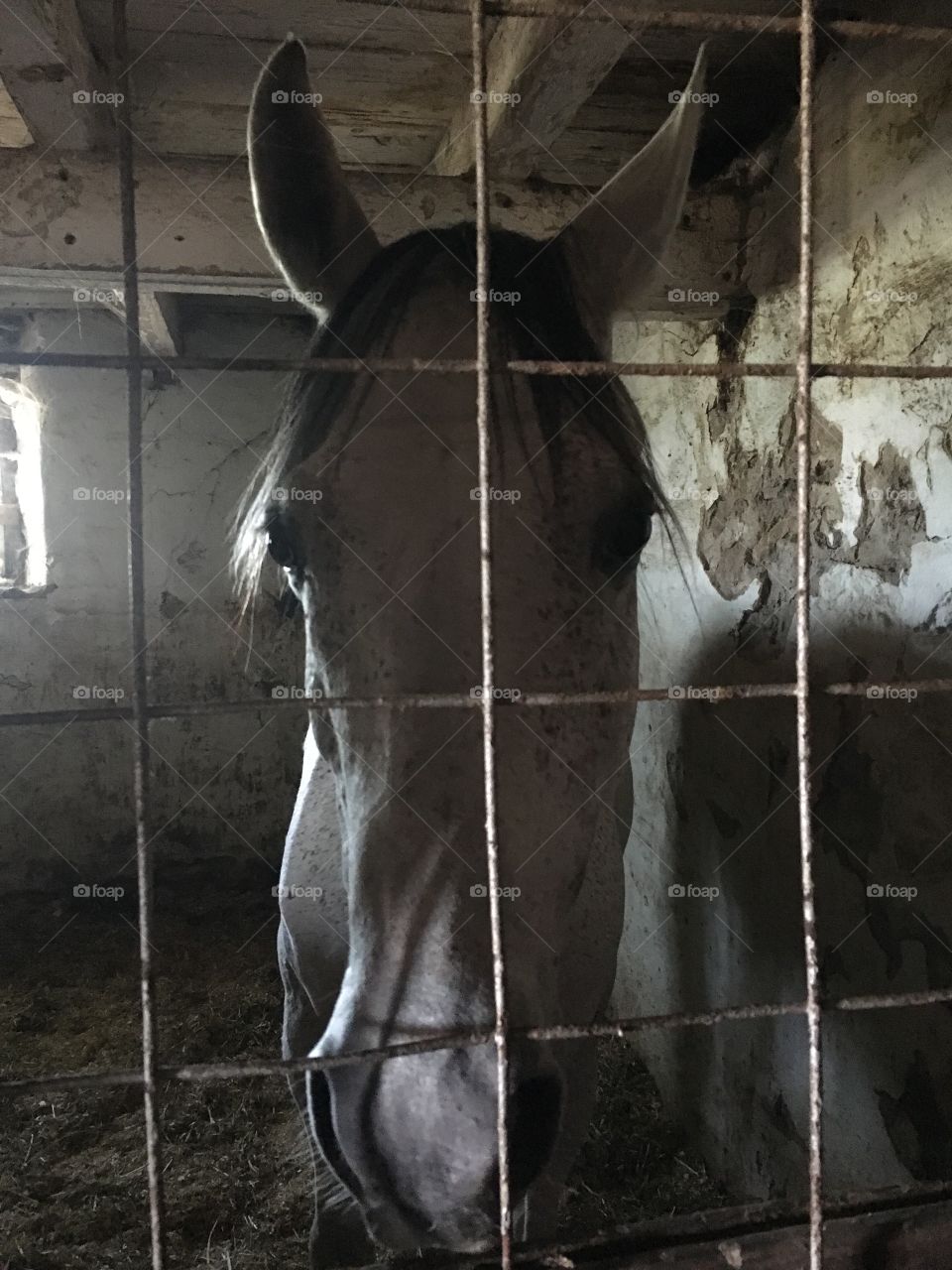 A horse head in the barn. 