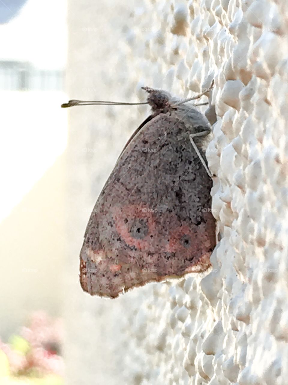 Moth on a stucco wall outdoors closeup view 