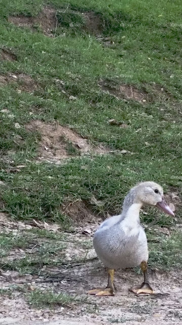 ugly duckling. hungry duck