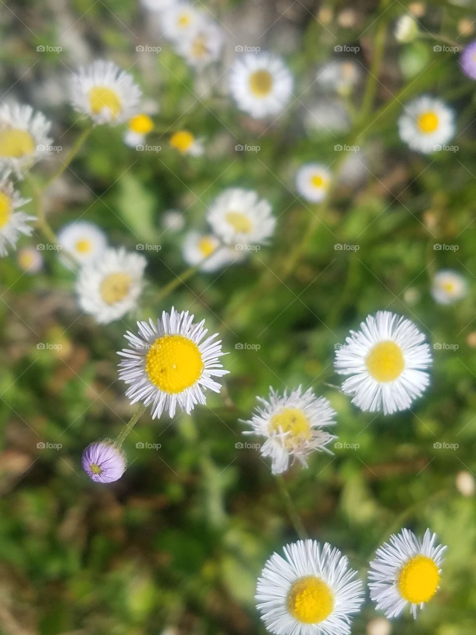 Tiny Pop of Lavender