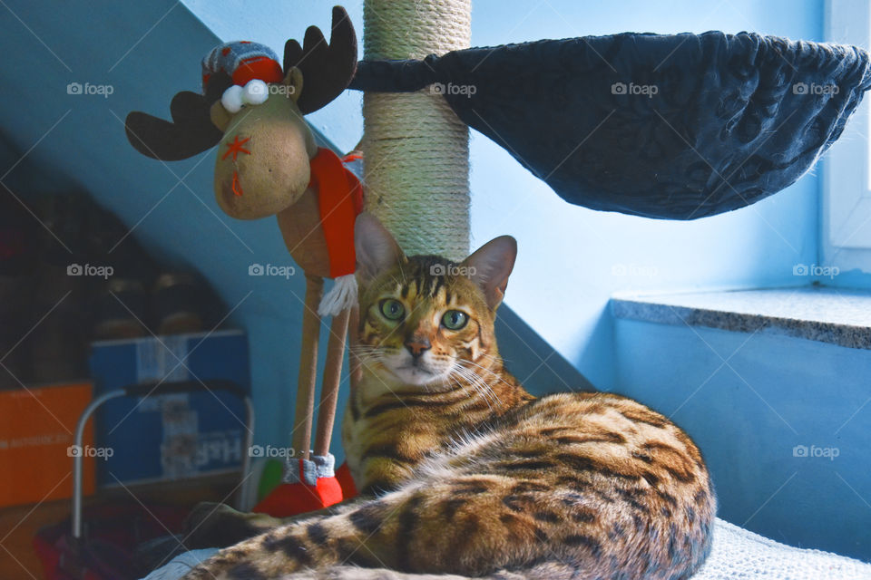 Dario bengal cat with green eyes Christmas celebrating with pets at home