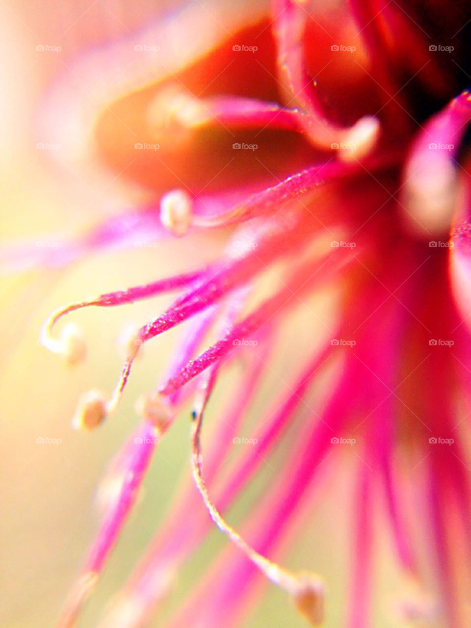 Extreme close-up of a flower