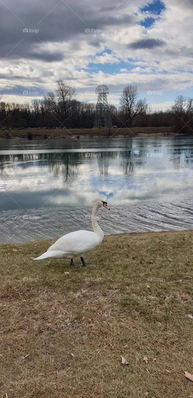 a swan