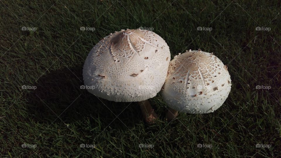 morning mushrooms