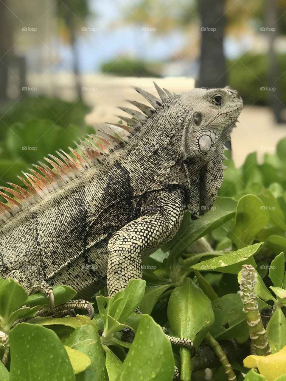 Green Iguana, Palm Island, St. Vincent & The Grenadines 