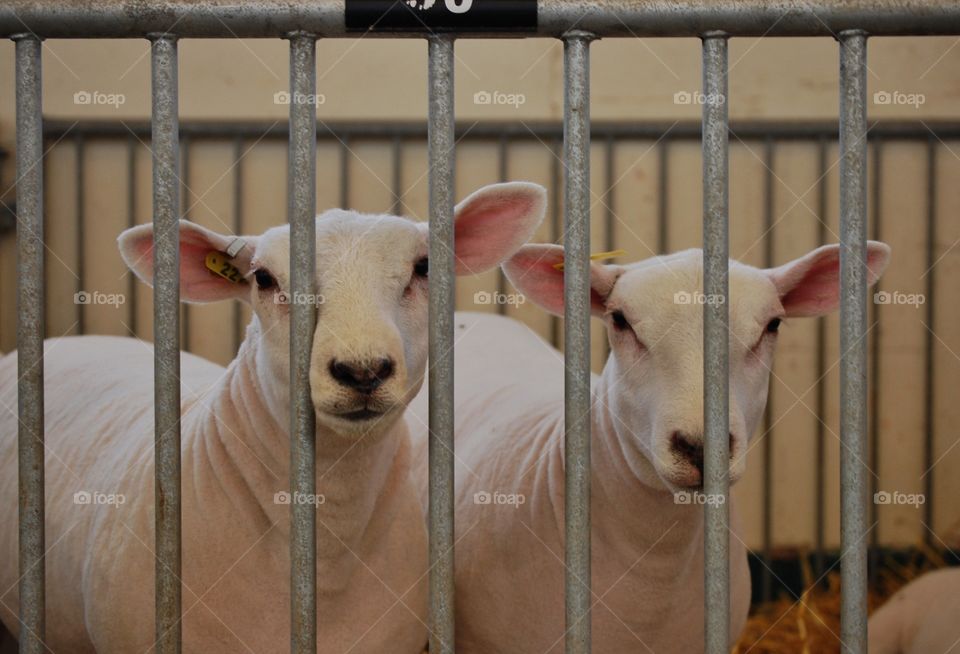 Cage, Fence, Mammal, Livestock, Farm