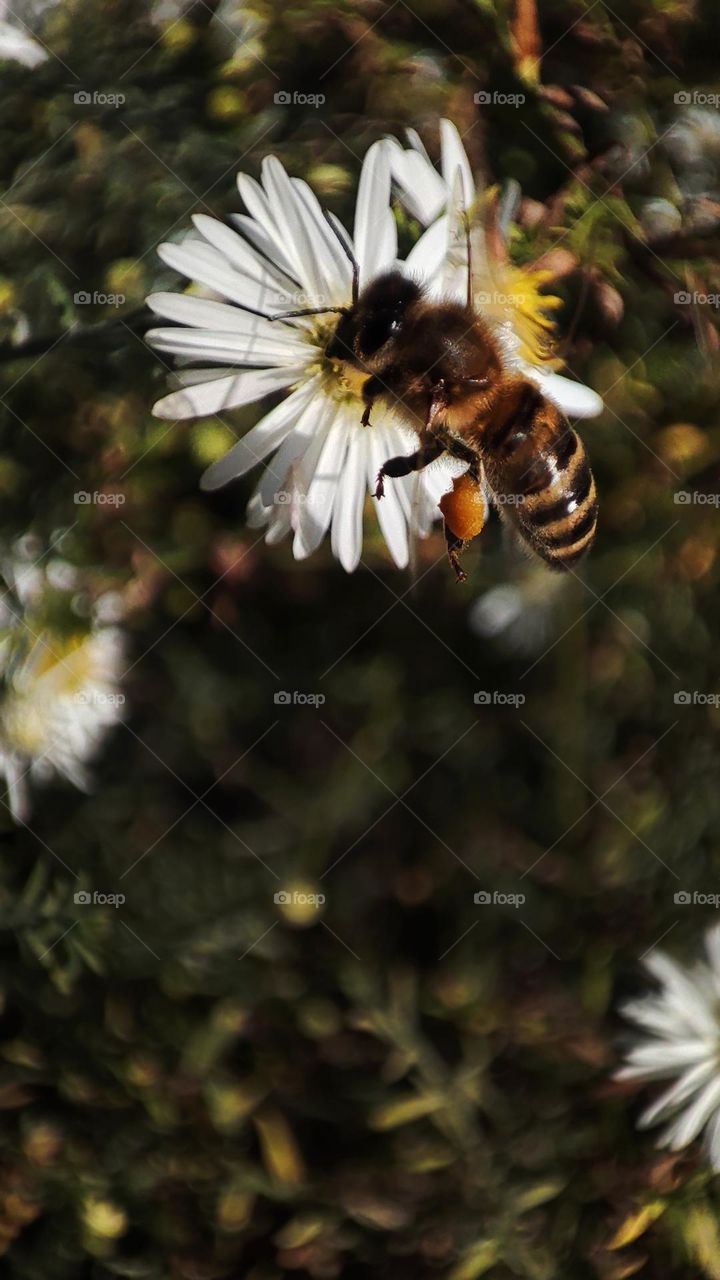 Macro photo of a bee on flowering grass growing in the garden