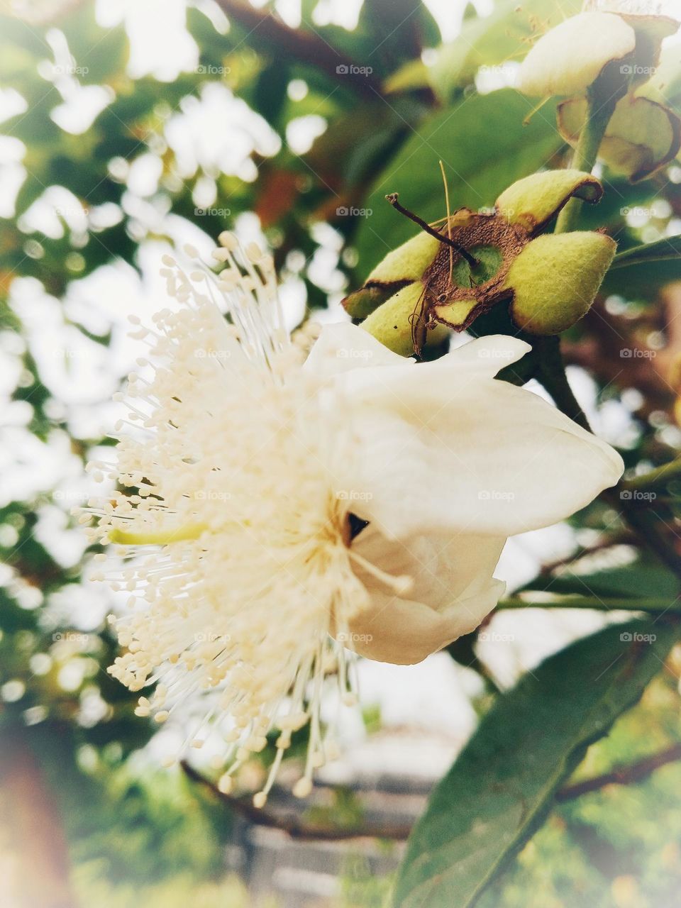 Beauty of the Nature