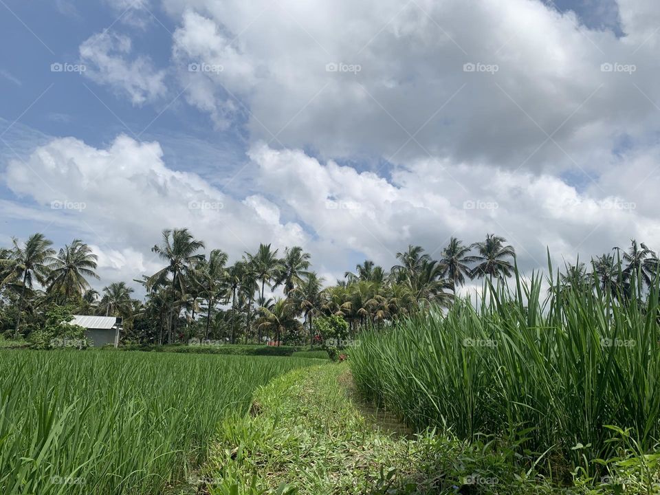 Clear sky and dew on a rice field with coconut tree 