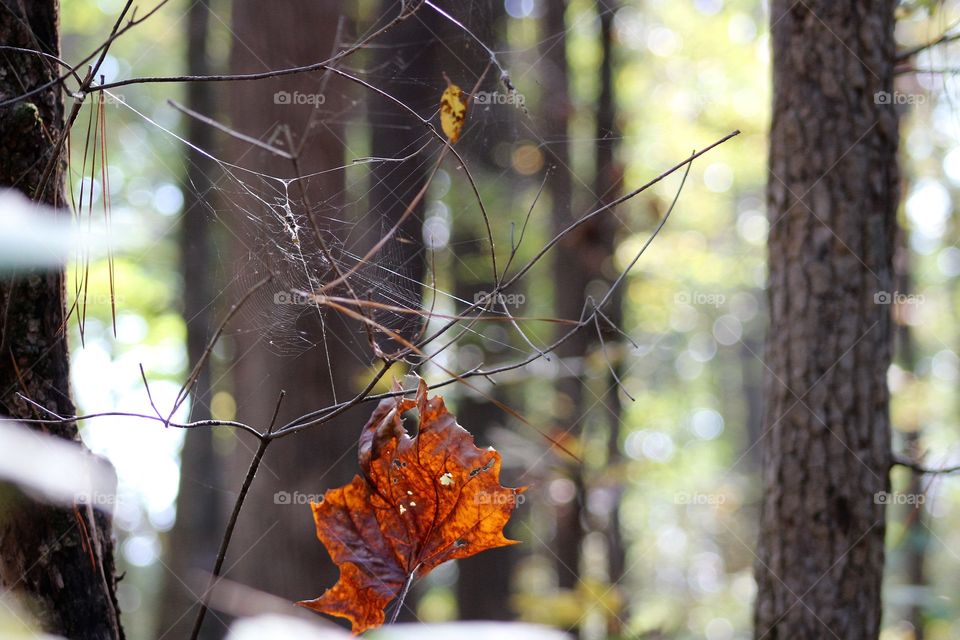 fall hanging around