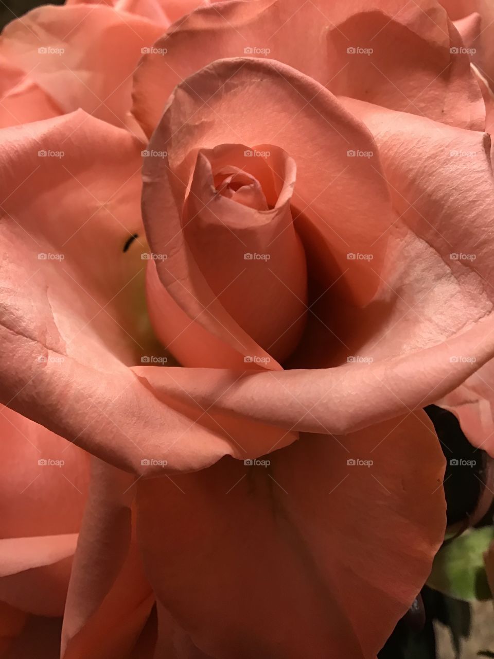 Close up of a peach rose 