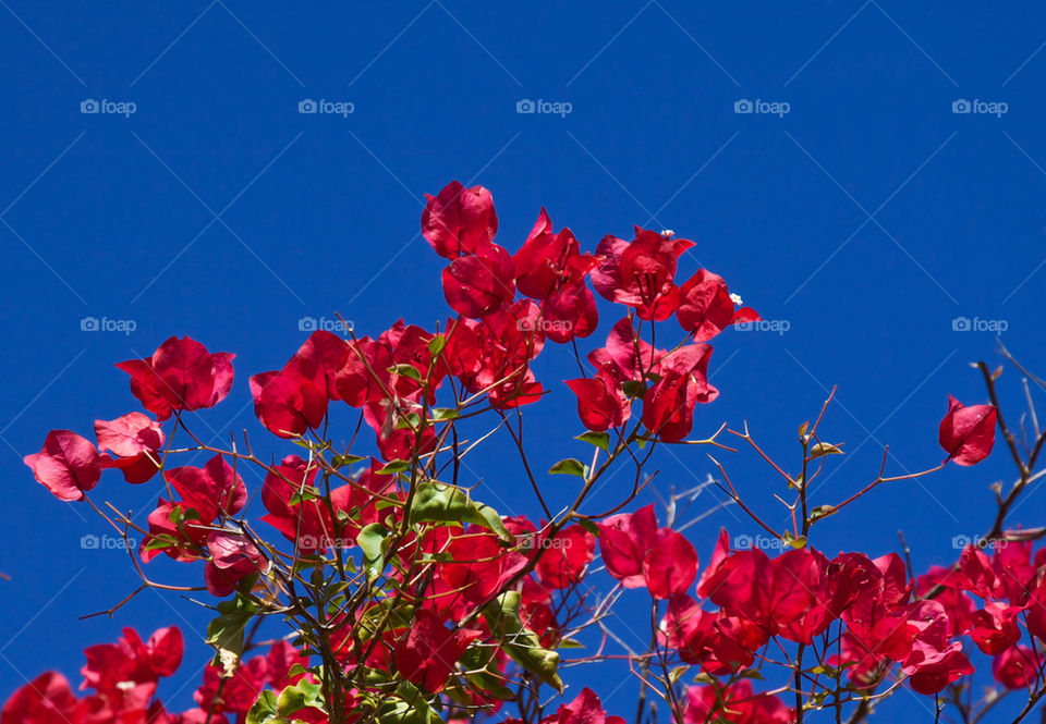 Bougainvillea flowers.