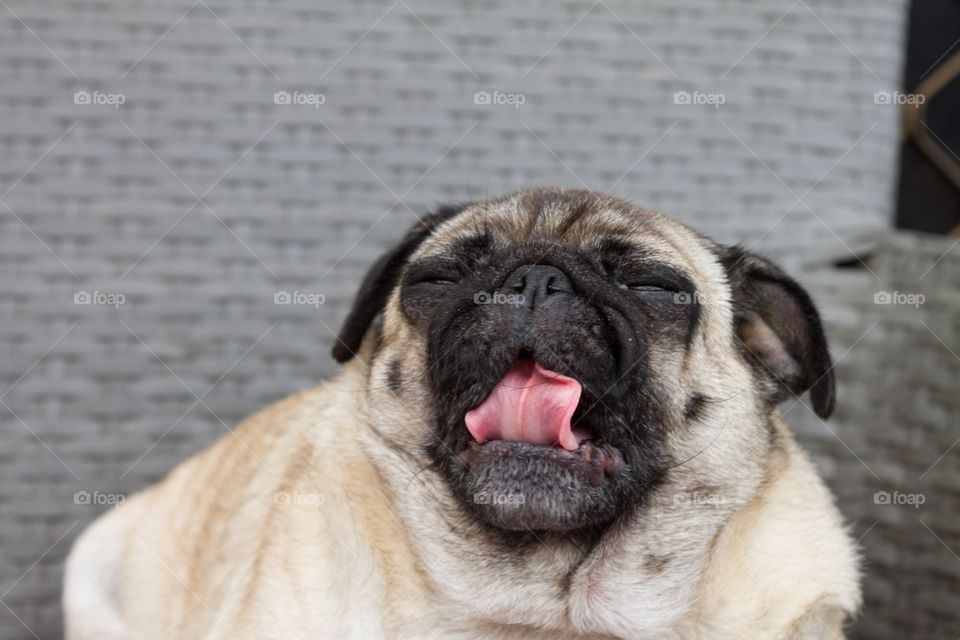 Pug Yawning