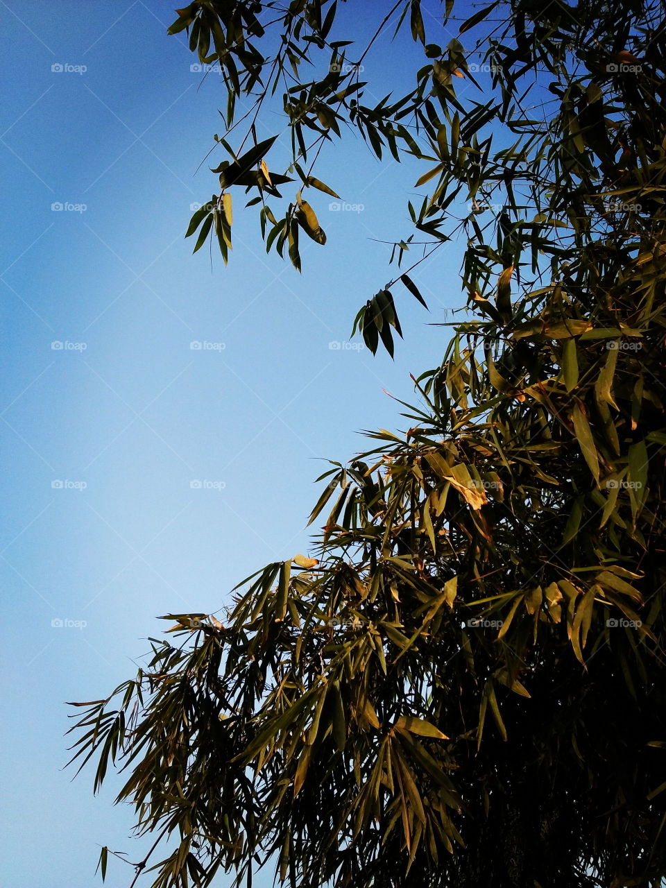 Tree with Sky