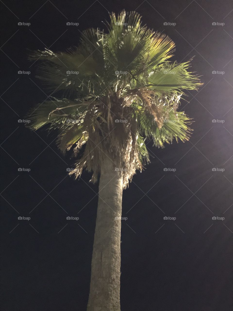 Palm tree during a nighttime breeze. It should be more like a tropical breeze in a city that is not as popular as Miami is.