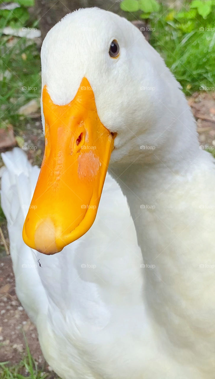 Ali my duck ❤️