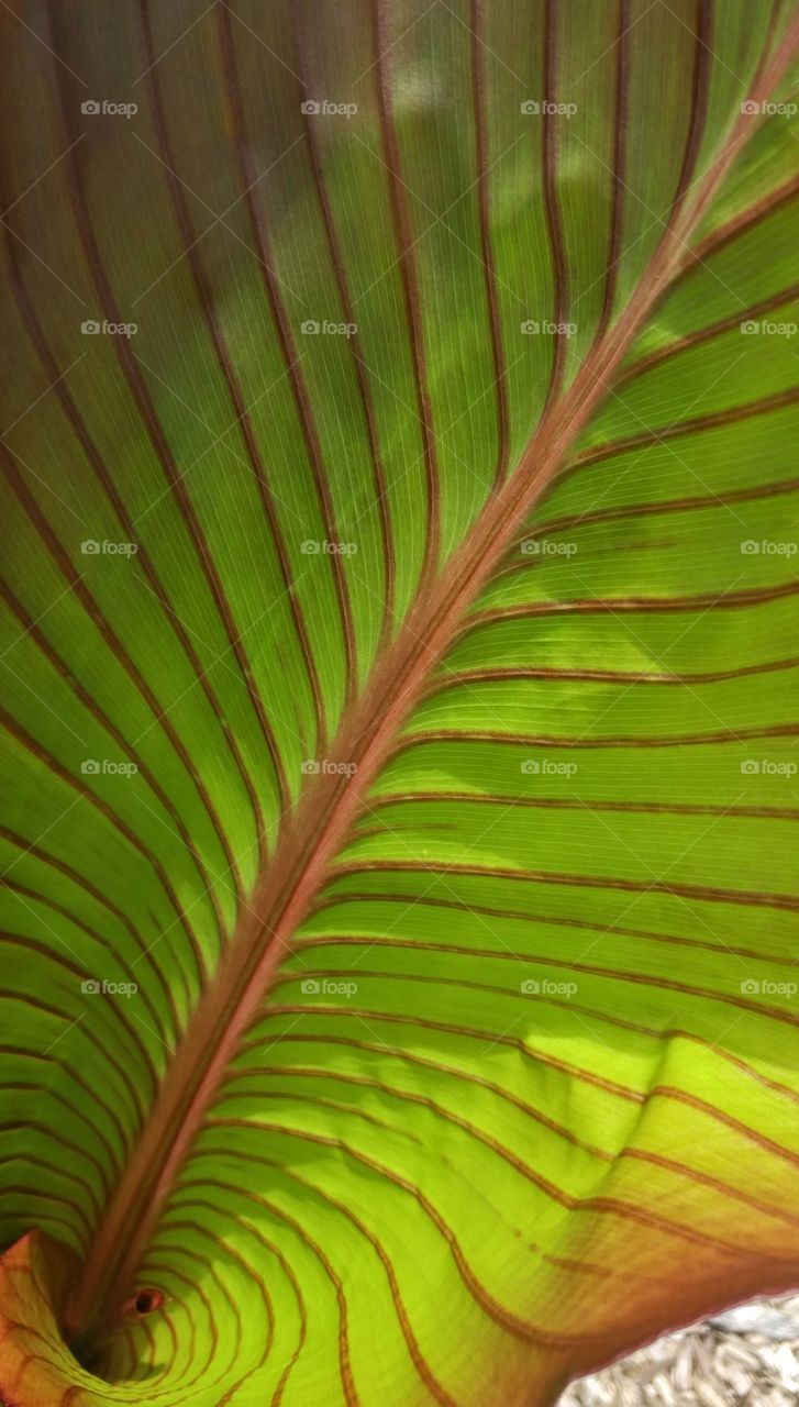 wide green leaf