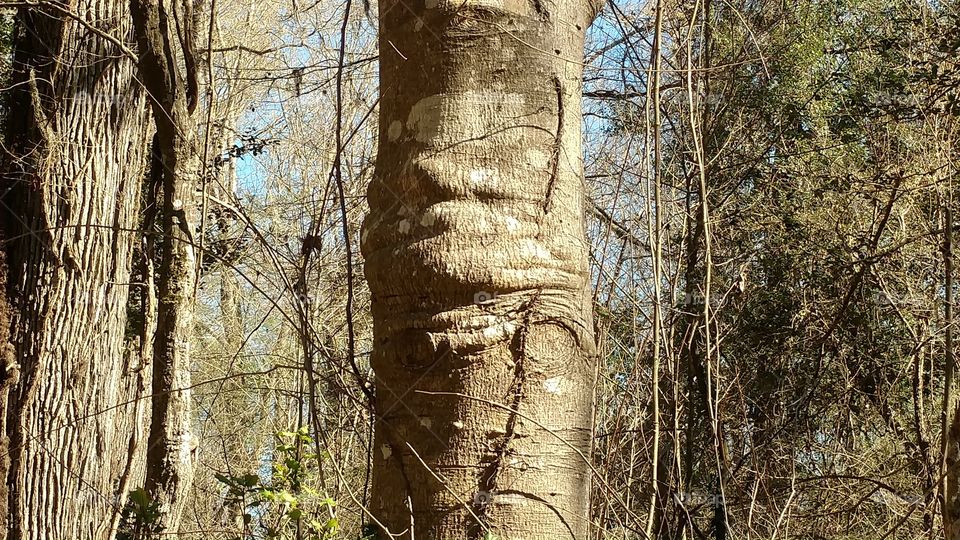 Tree, Wood, Nature, Trunk, Bark