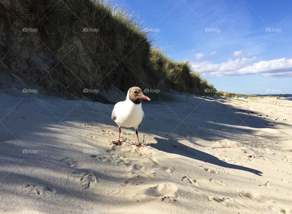 Seagull On The Beach