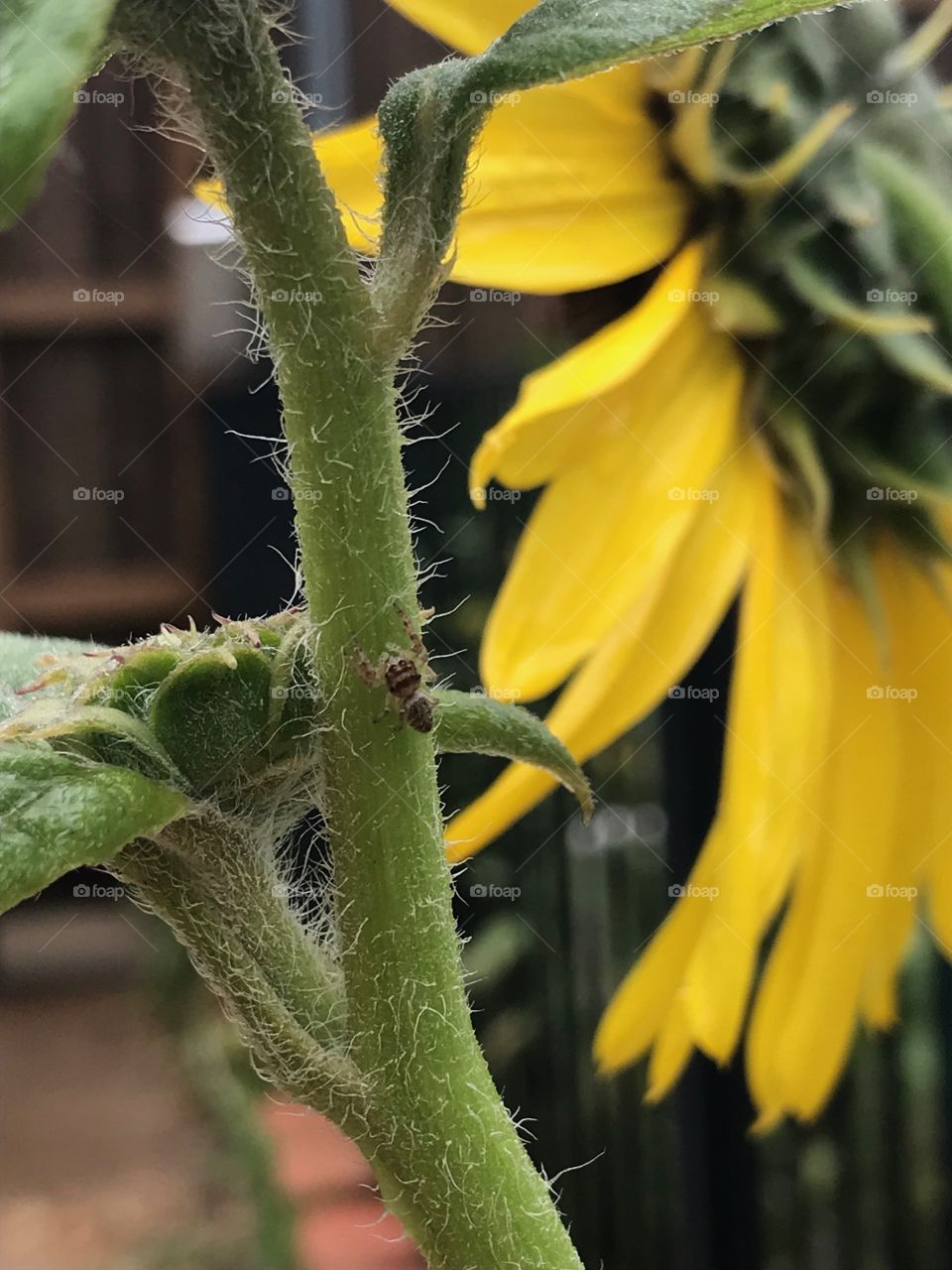 Tiny Spider on Green Sunflower Stem