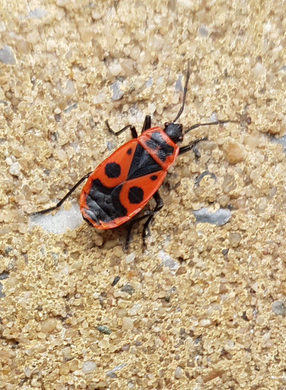 red bug