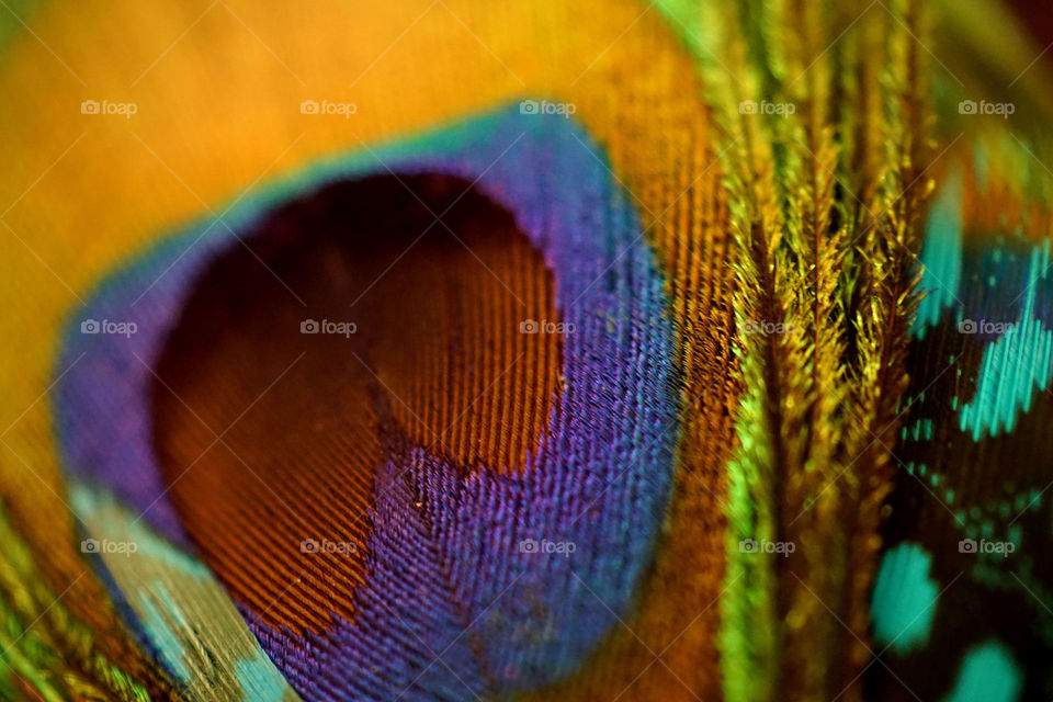 Close-up of a peacock feather