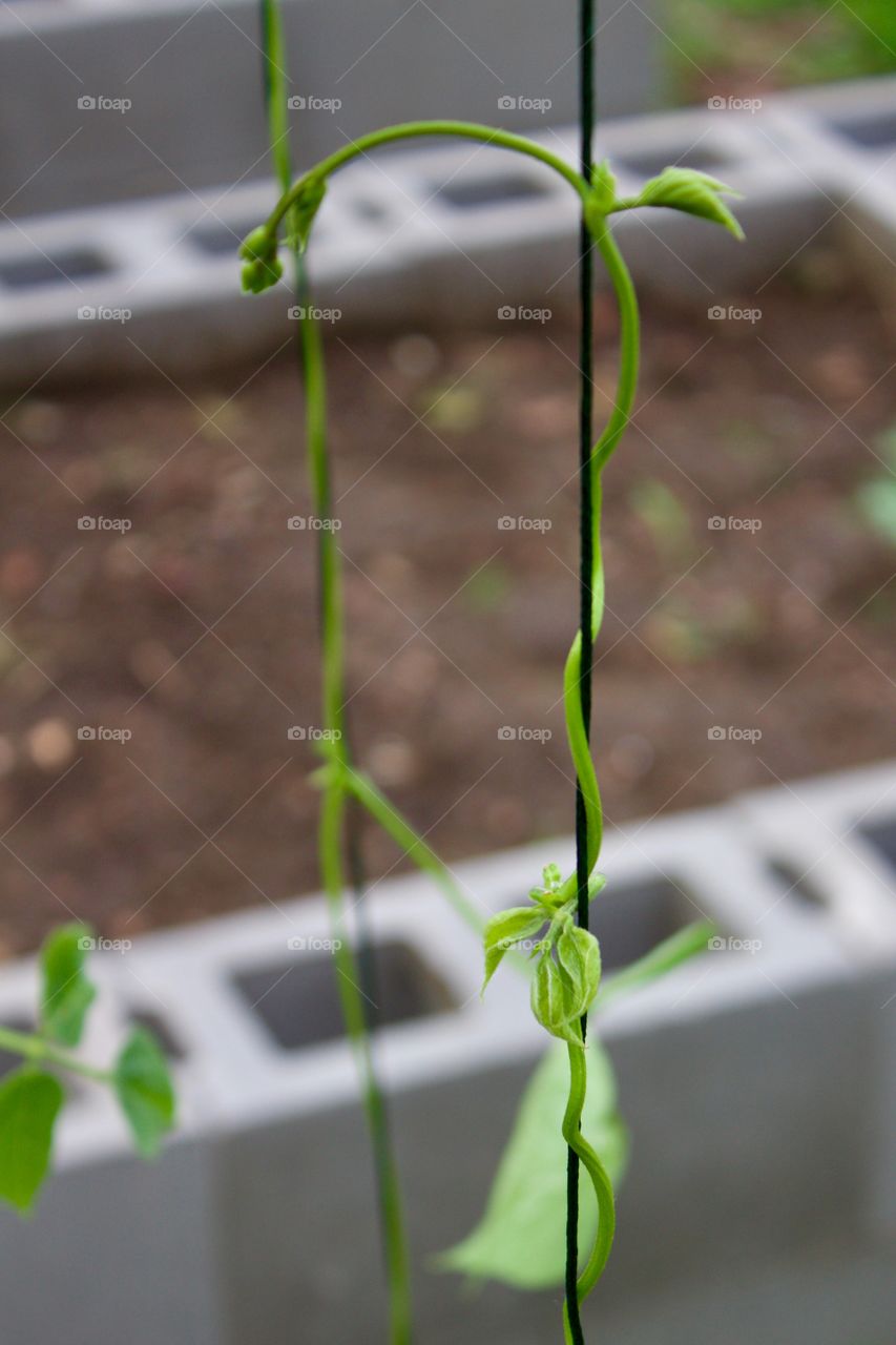 Closeup of pole bean tendrils wrapping around green twine in a raised bed garden