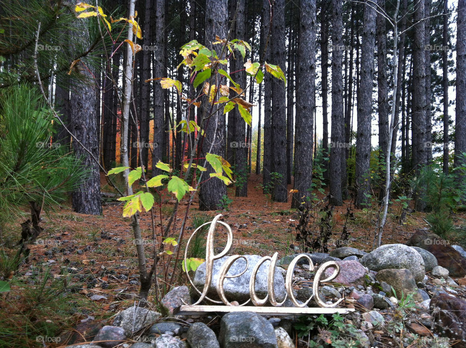 trees forest fall autumn by peacephotos