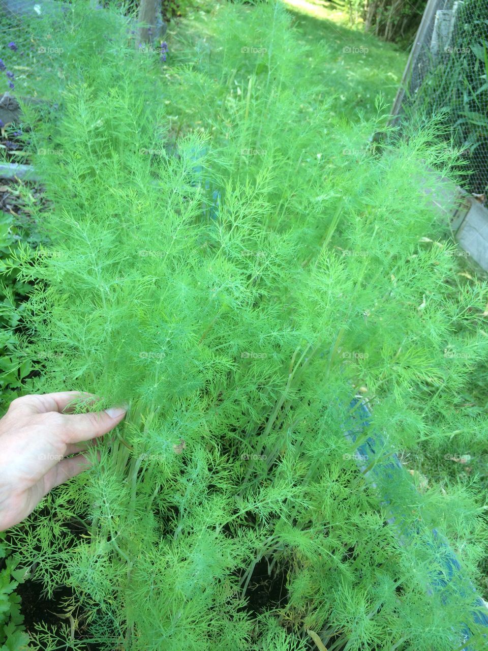 Picking dill
