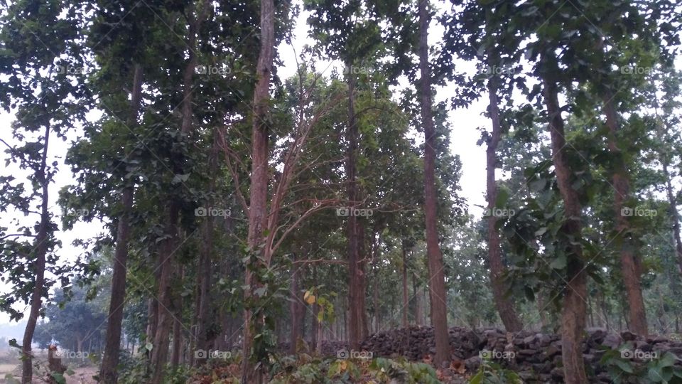 A beautiful jungle in the evening time.