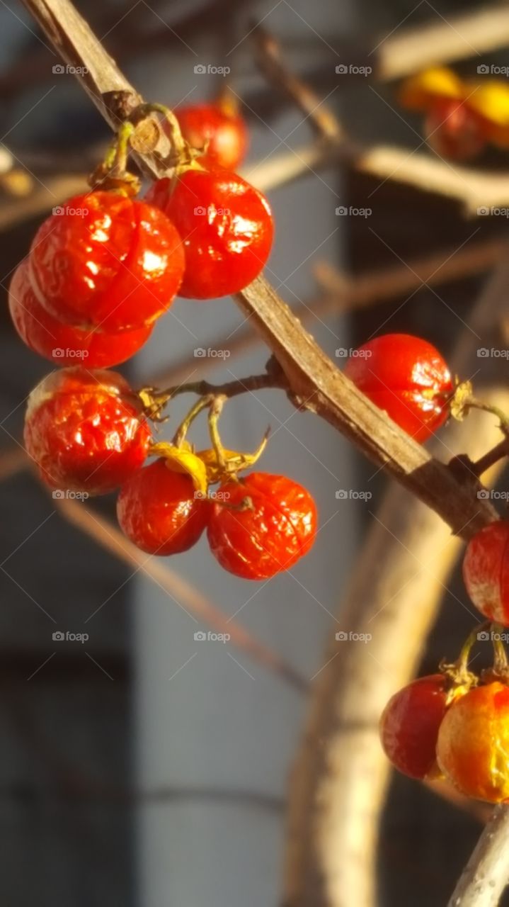 Last Berries of Fall