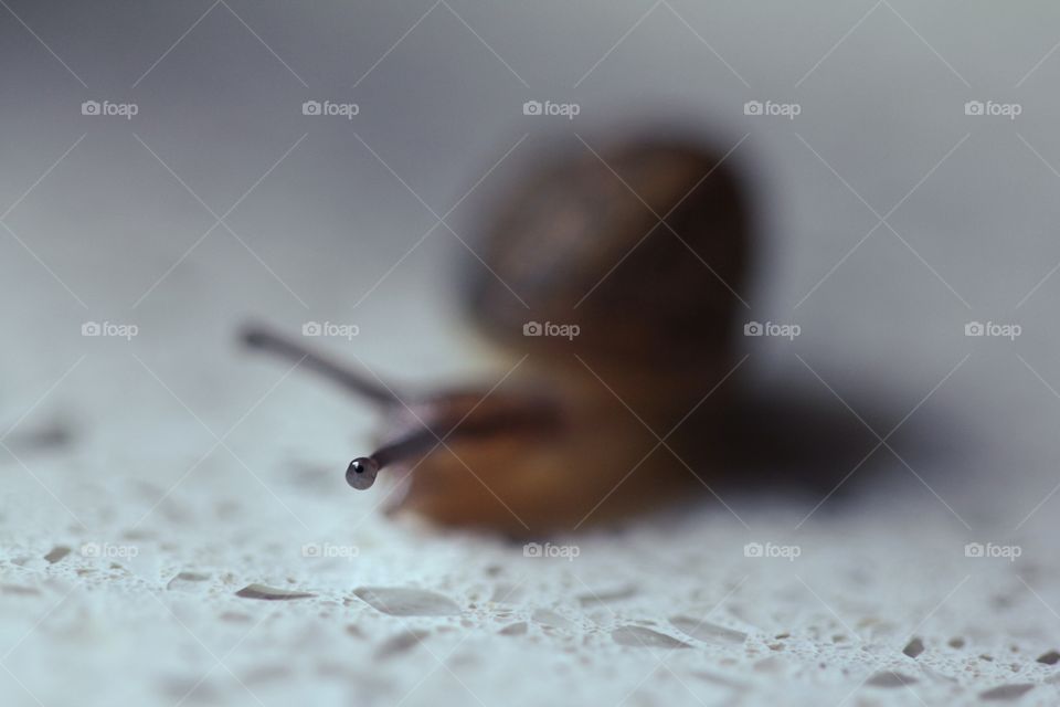 Eye On You. A snail’s close up.