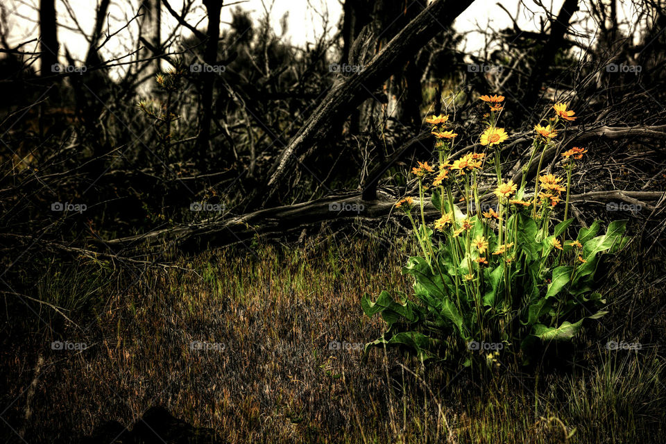 Forrest Regrowth After Fire