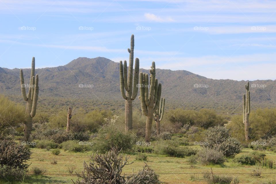 Beauty of Sonoran Desert