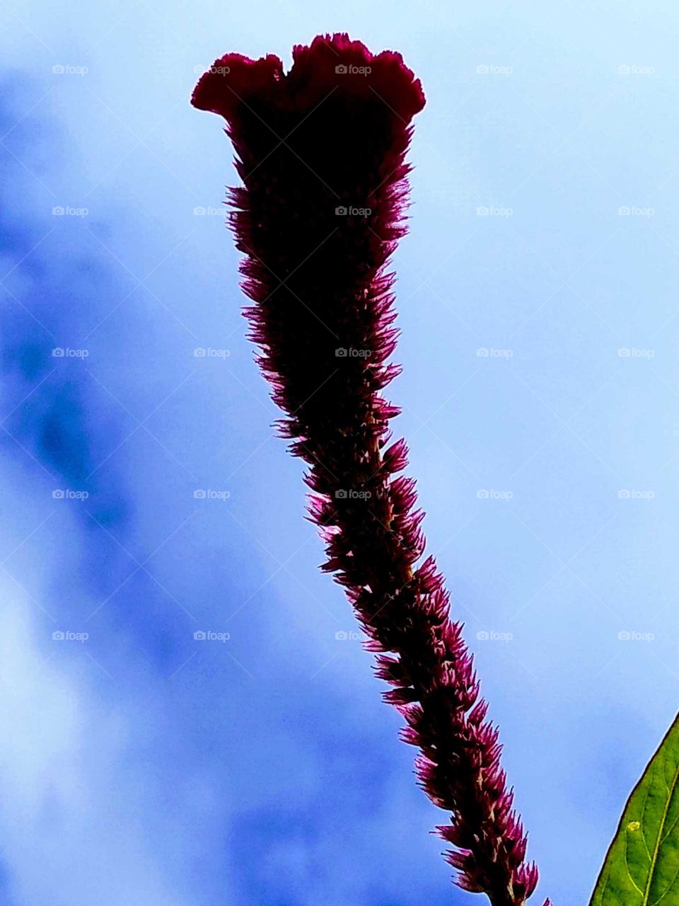 some sort of bright pink flower