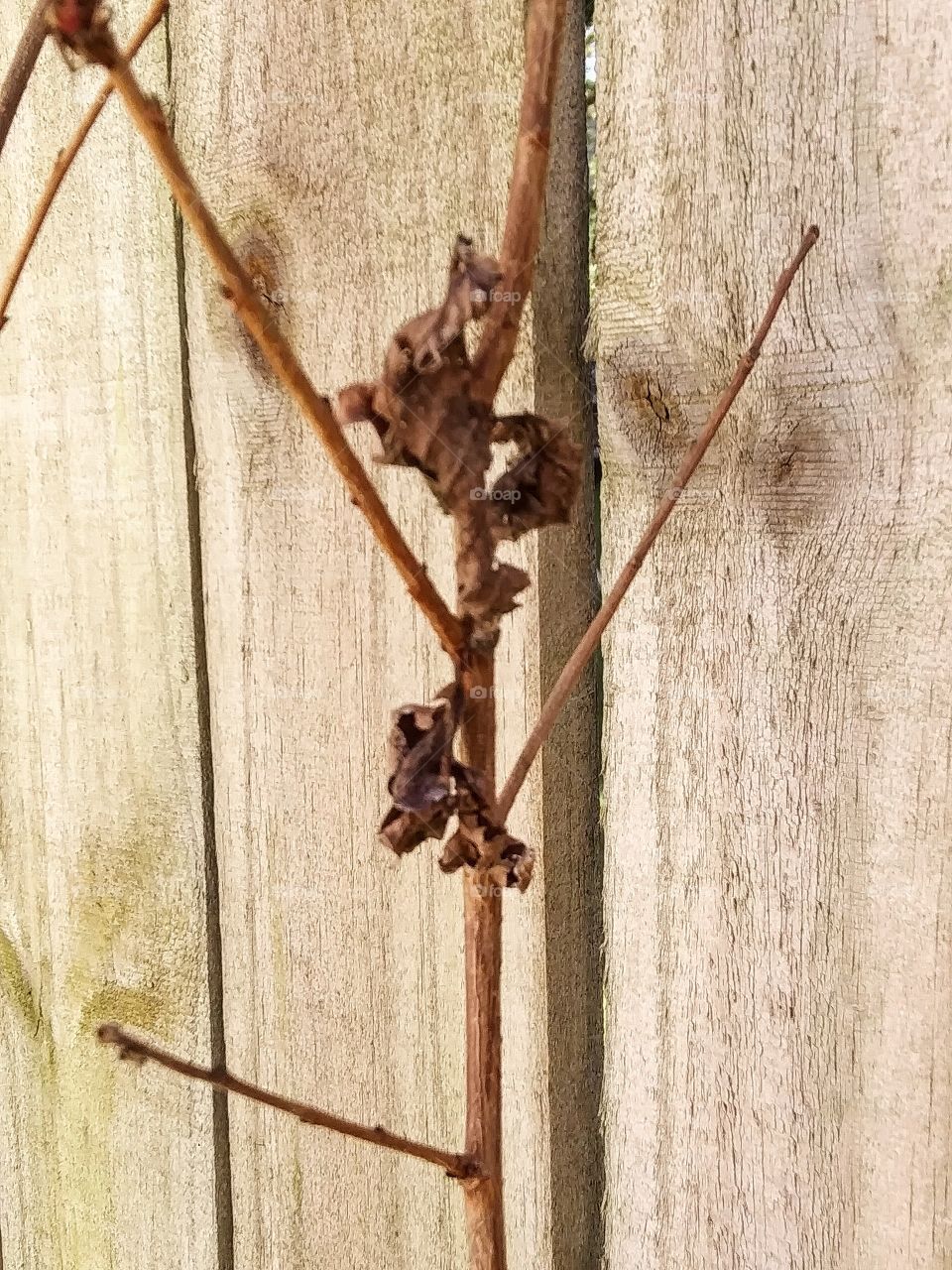 dead leaves on a stick