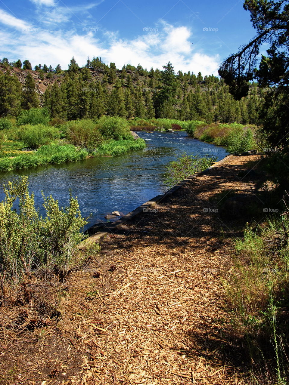 The beautiful waters of the Deschutes River in Central Oregon flowing through the forest in Central Oregon on a summer day 