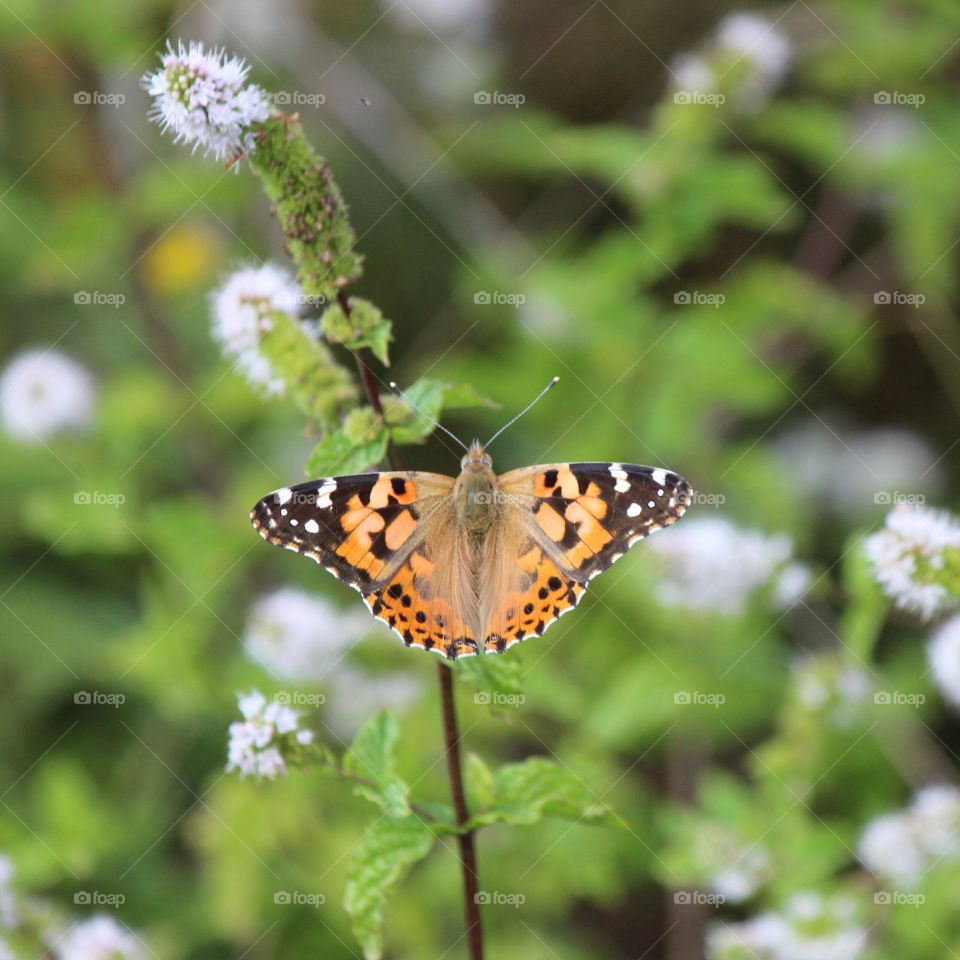 American Lady Butterfly  nectar noshing