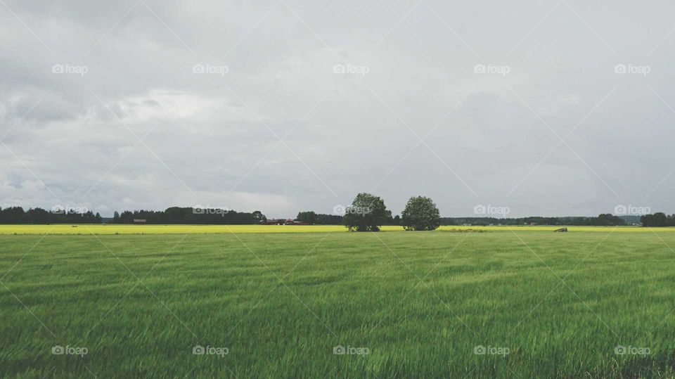 fields