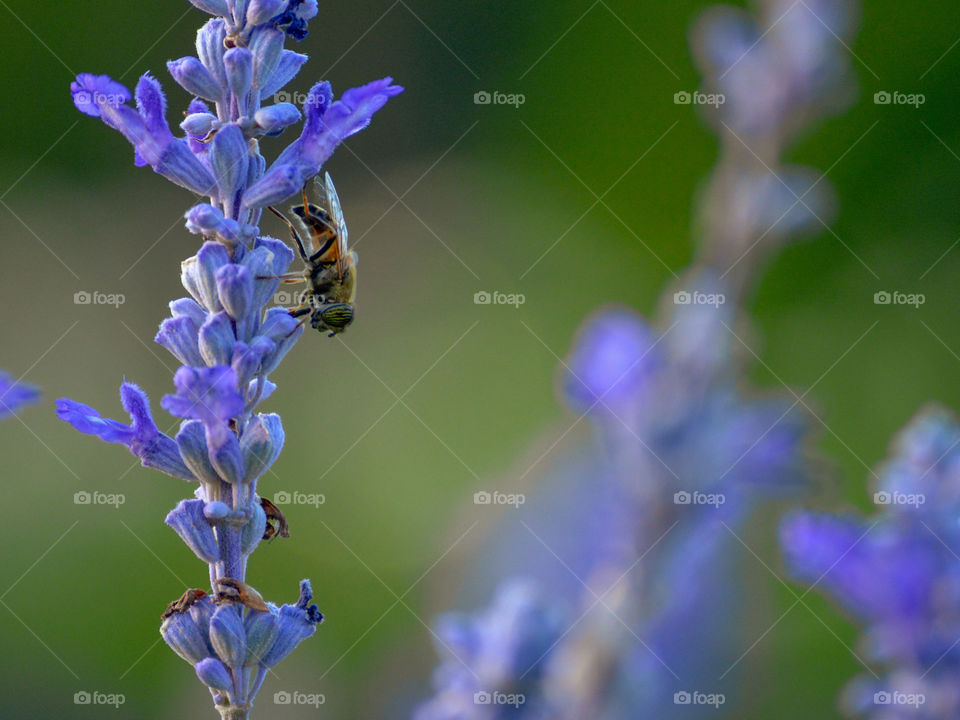 Bee insect macro closeup beauty on lavender flowers blossom, green bokeh background nature outdoor park calm and relaxing summer air